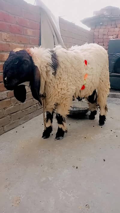 Qurbani ka nigar chatra ( sheep ) for sale