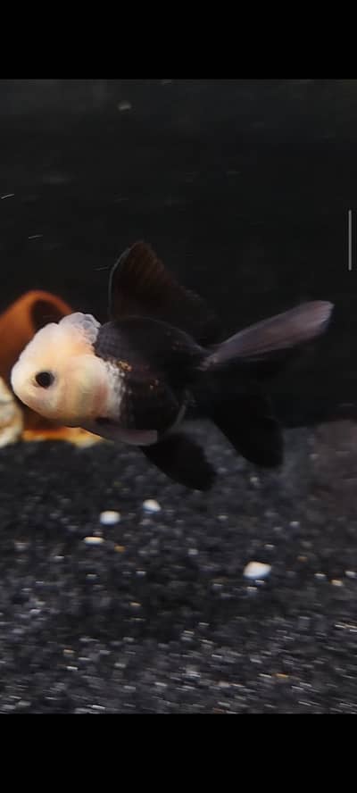 goldfish world