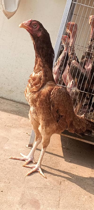 Pure Aseel Egg Laying Aseel Female Murgi Aseel Madi 03098573144