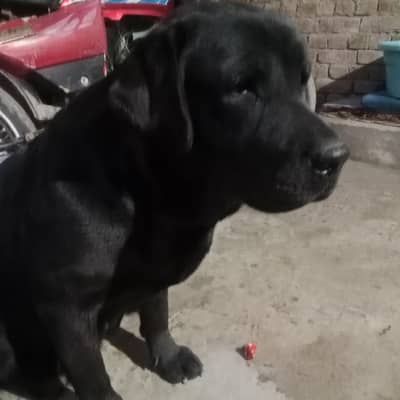 British Labrador female cunfm breder