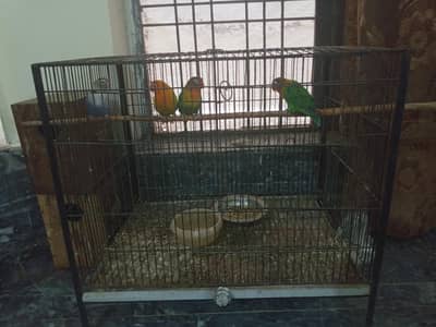 love birds