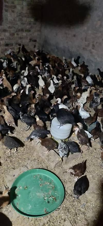 Golden mishri hens for sale 300 per piece  40 day old