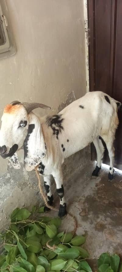 Male Goat
