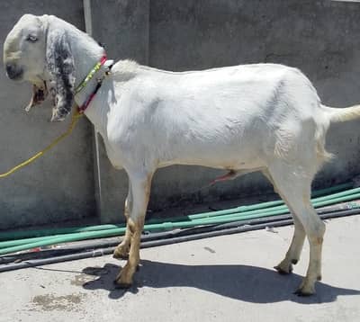 3 Dhundny Bakry