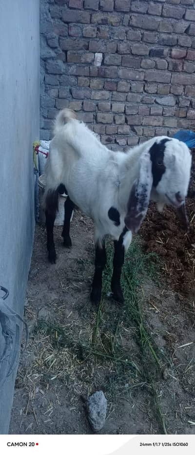 for sale bakra