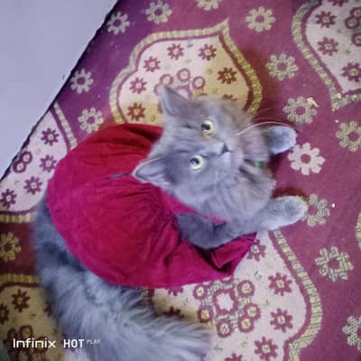 person cat for sale