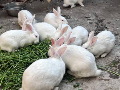 Amircan rabbit for sale red eye