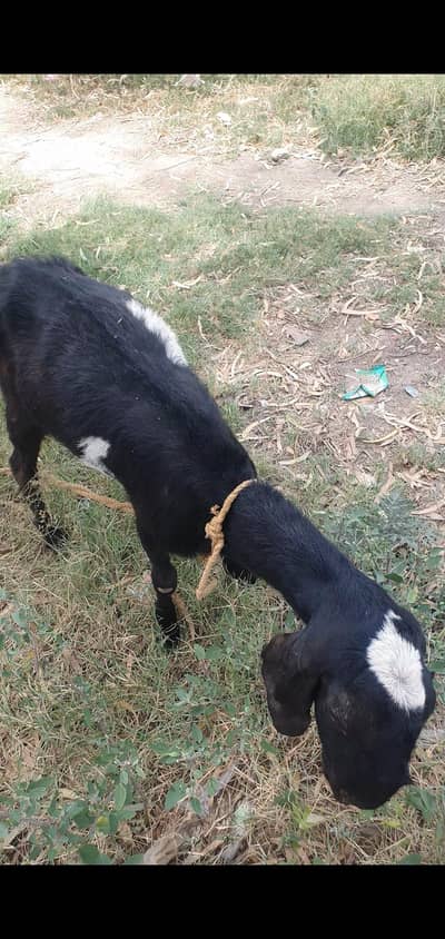 bakra for sale urgent