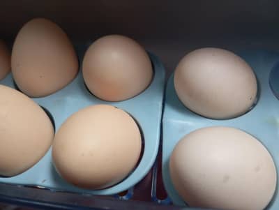 cheena aseel eggs available