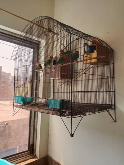 Love birds