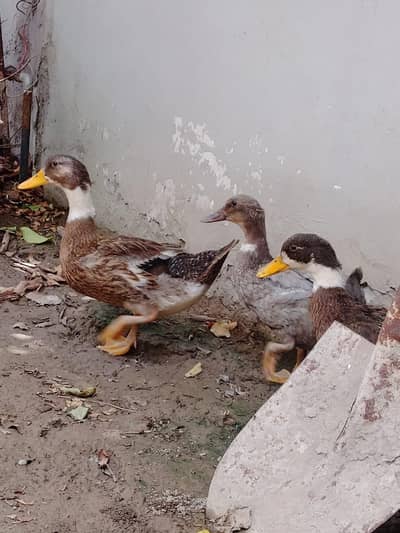 ducks healthy active. . . . . 03226968556