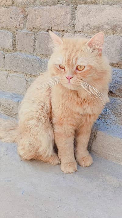 person golden  color long coat  panch face