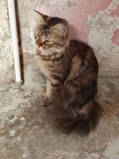 Persian Cat
