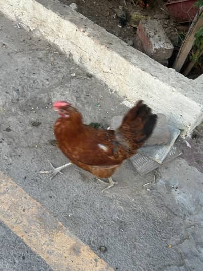 1000 1 hen