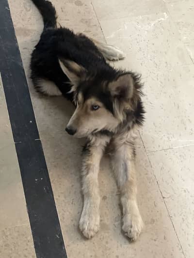 Siberian husky