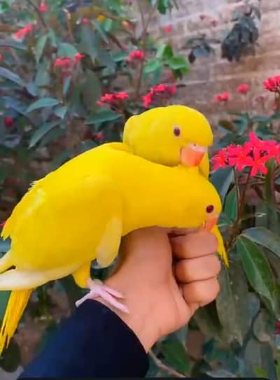 yellow  parrot