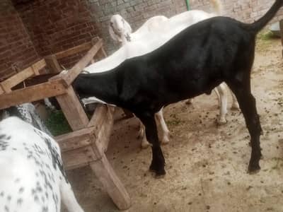 kurbani bakra