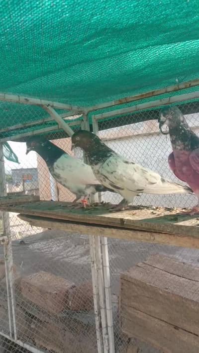 pipla wala high-flyers pkr k kbotr