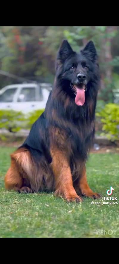 top quality male puppies