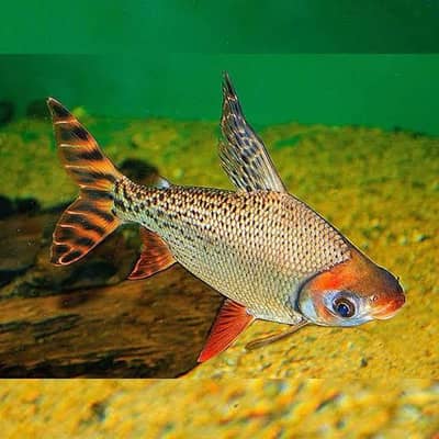 American Flagtail 7inch (Yellow tail & Red tail) Available