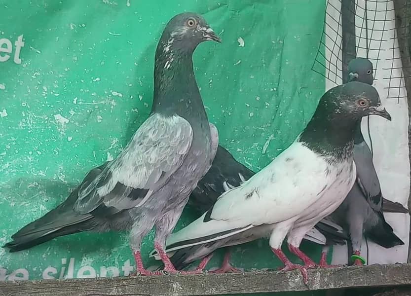 ٹیڈی گولڈن سیالکوٹی زاک ننکانہ والا لاکھا پرانی نسلوں کی ہری چپڑی دباز 5