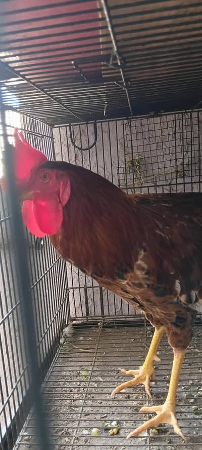 MASHA ALLAH  healthy and active breeder Male