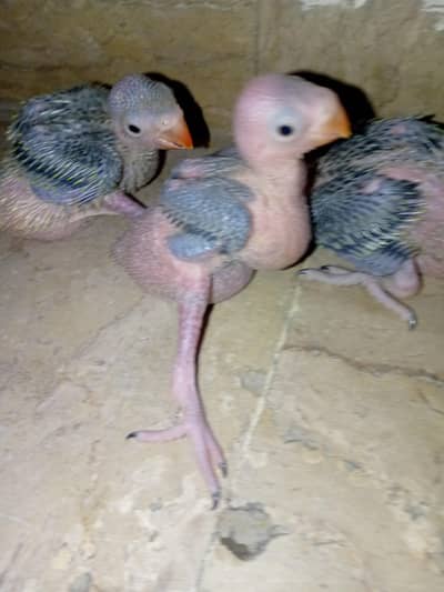 3 piece of chicks