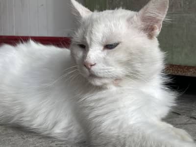 Double coated male persian cat for sale