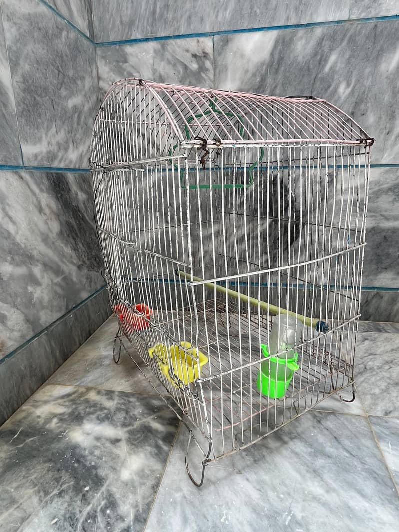 Bird Cage 1
