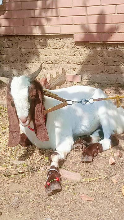 Bakra for sale