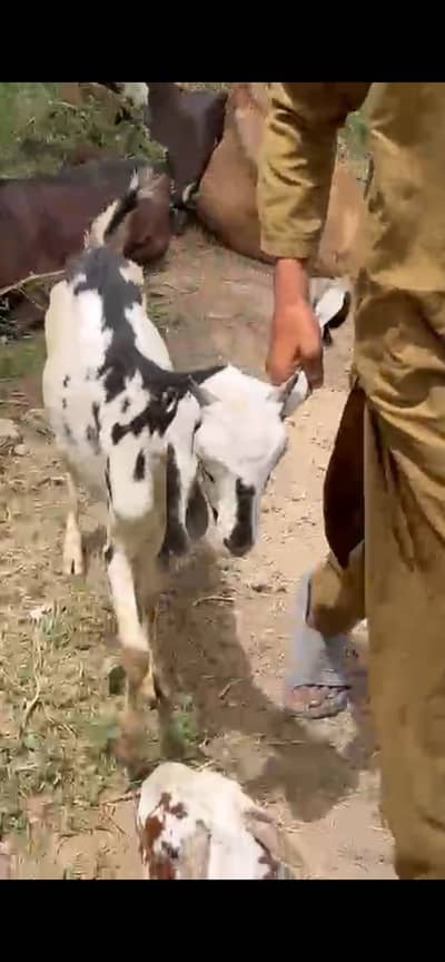 For Sall 03022516590 khanewal