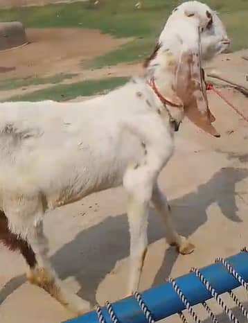 Rajanpuri qurbani goat / bakra 2 teeth