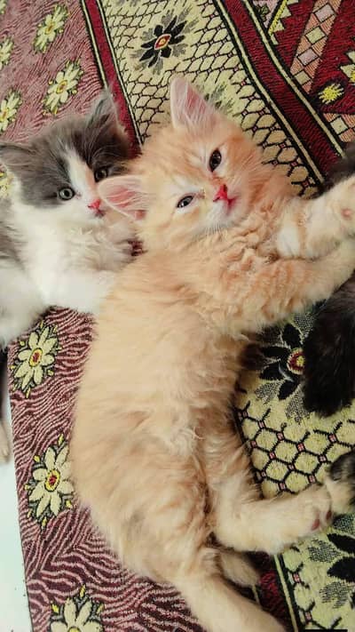 Persian cats My WhatsApp 03436966924 ///&@$#4@$#4@