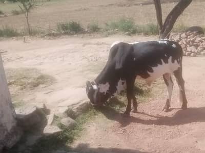 beautiful bull