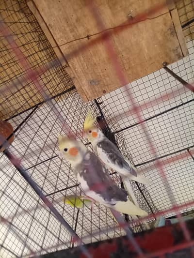 mashallah health active breeder pair