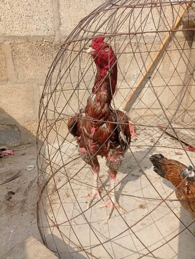 pelaa jageri aseel sindh 03023603480 WhatsApp