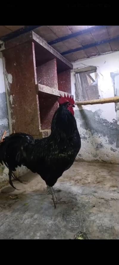 Black/BLUE Astrolope heritage egg and chiks available for sale