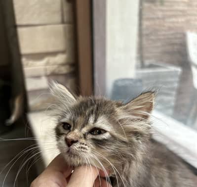 Persian kitten triple coat