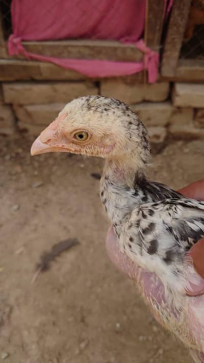 Assel Chicks for Sale