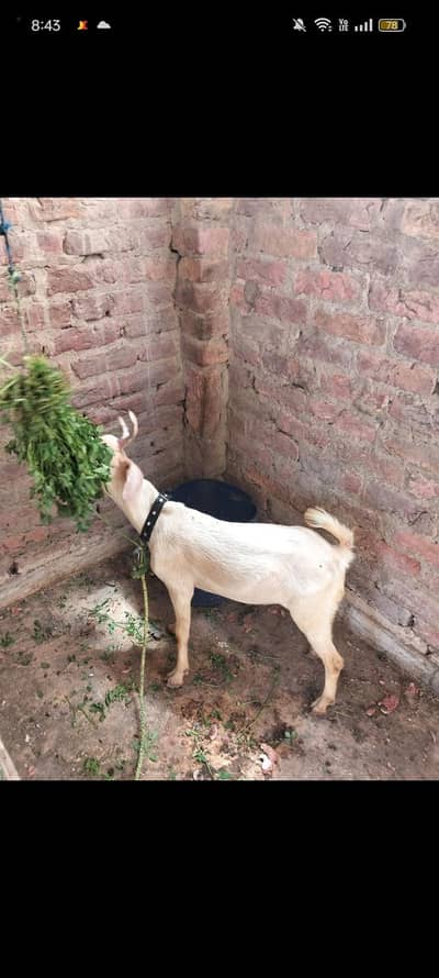 selling a bakra