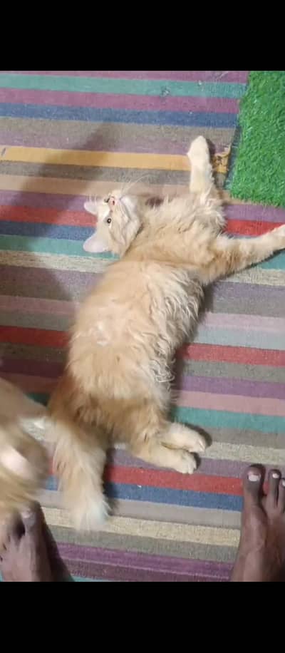 parsian cat