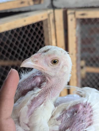Paper white heera pair blue eyes white breed long height pair k chicks