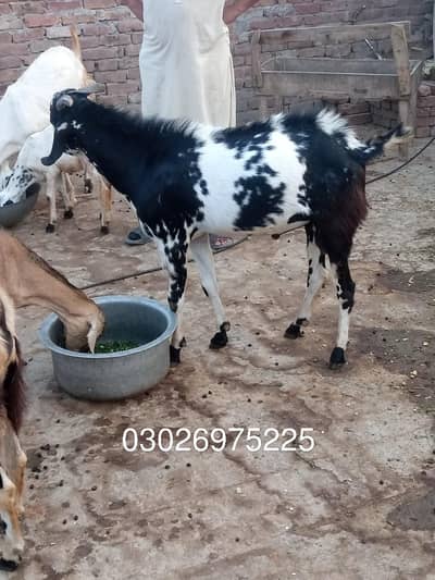 Bakra for Qurbani