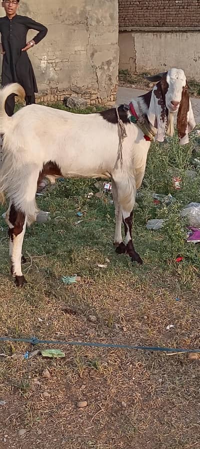 Desi Bakry Qurbani 2026
