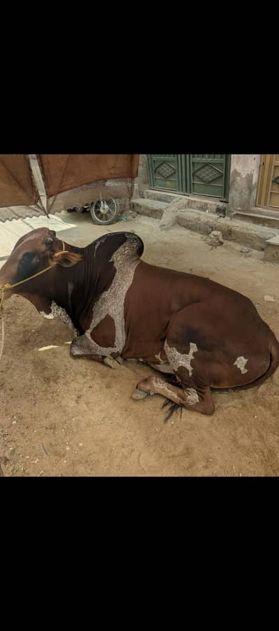 cow/ male / pure punjab cattle farm grown