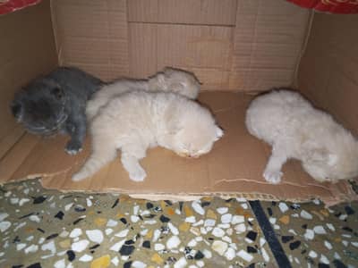 Persian Kittens available hain with parents