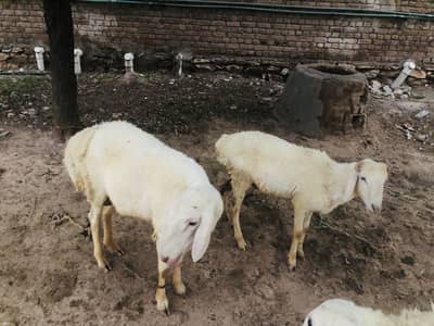 Dumba sheep . . 2 males
