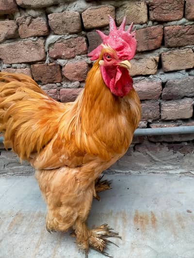 sale of golden havi buff