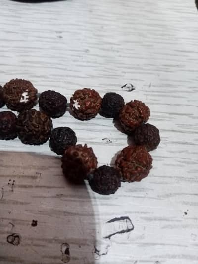 rudrakhs