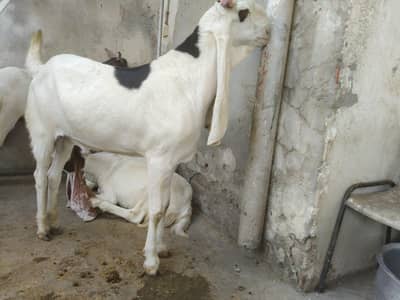 Qurbani k bakry/Goats available